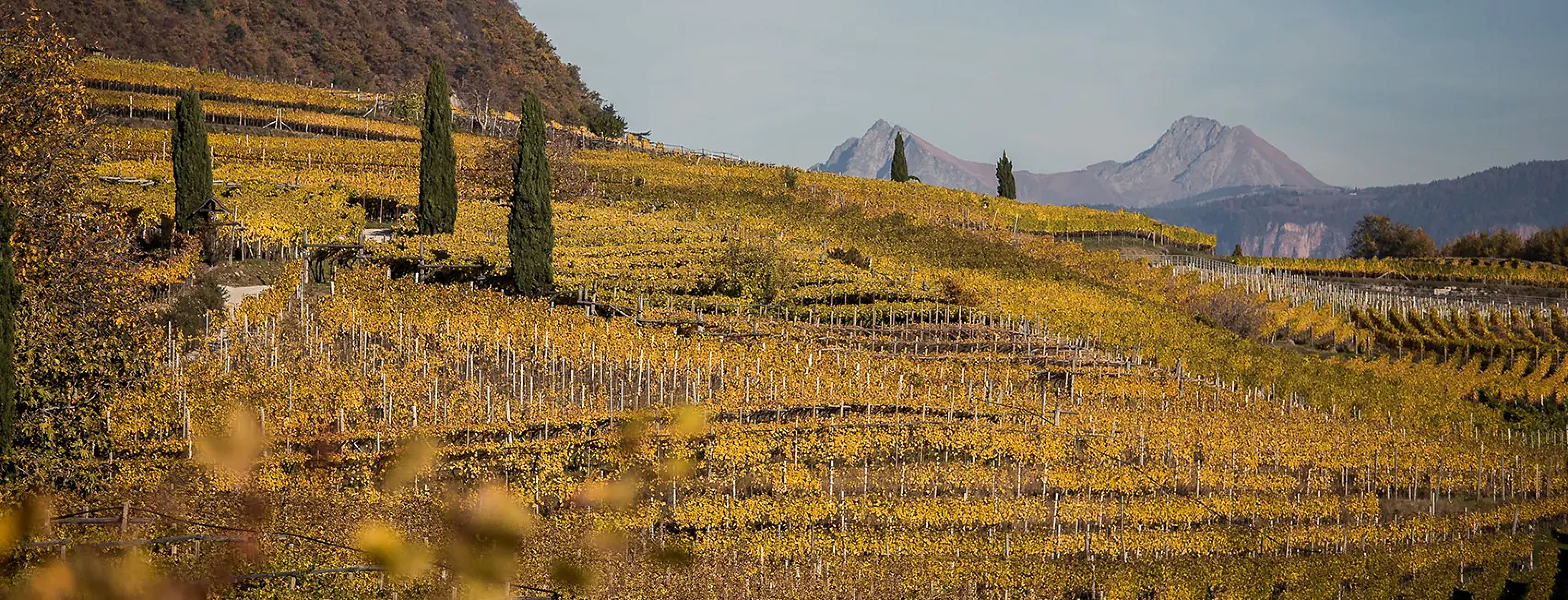 Herbstliche Weinberge rund um Kaltern